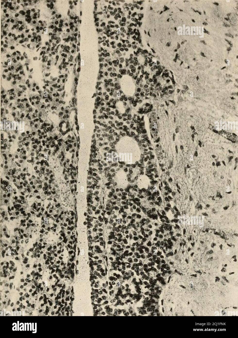 . Les organes endocriniens; une introduction à l'étude de la sécrétion ...