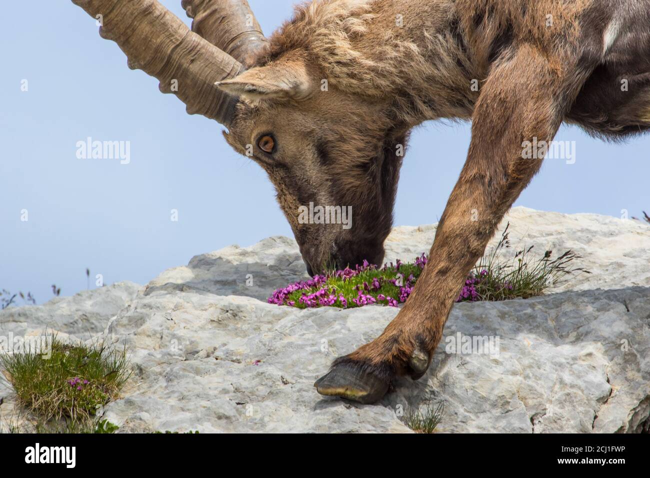 Alpine ibex (Capra ibex, Capra ibex ibex), nourrit des fleurs dans un rocher, Suisse, Alpstein, Saentis Banque D'Images