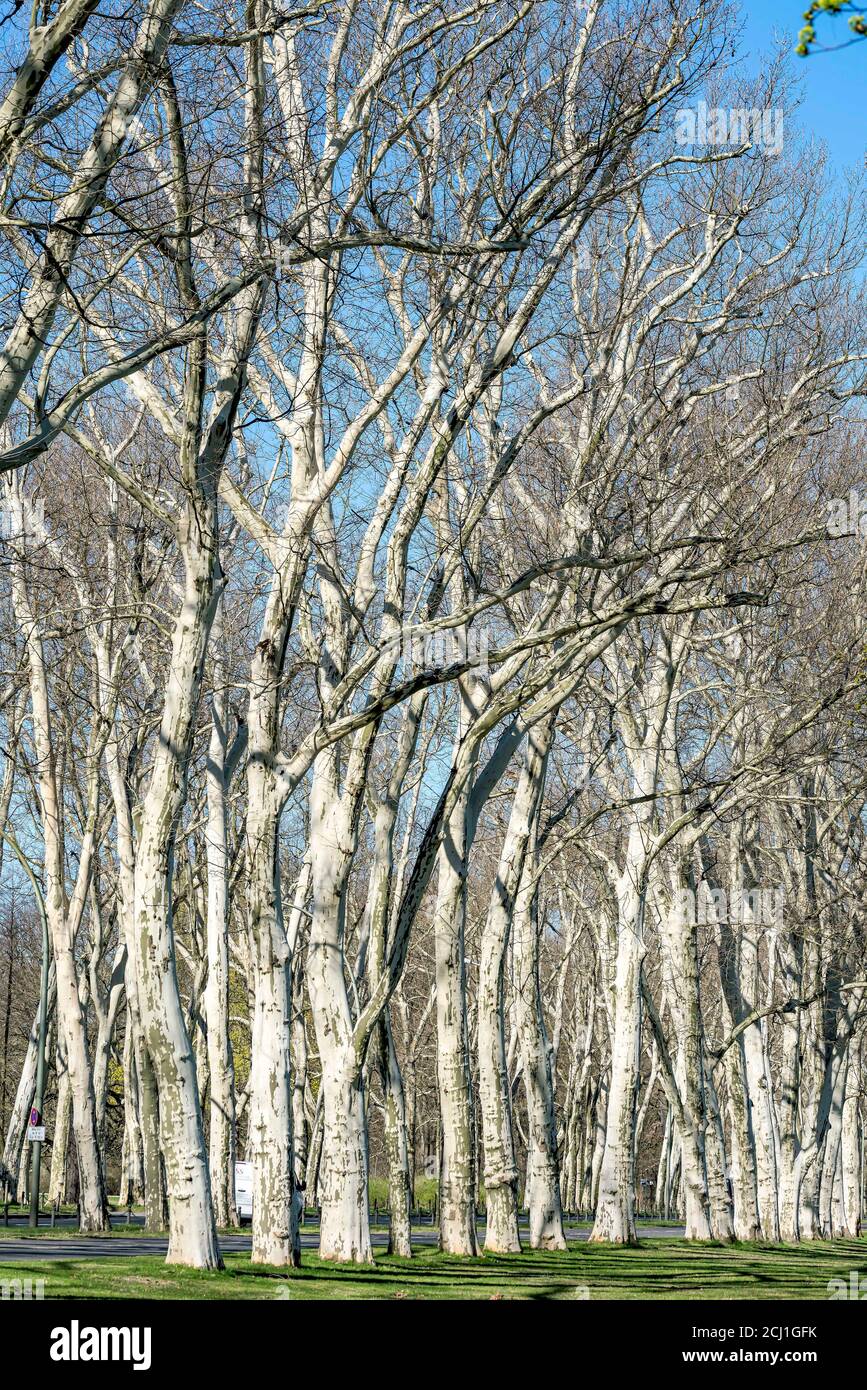 Plan européen, plan à feuilles d'érable, plan de Londres, plan de Londres (Platanus hispanica, Platanus x hybrida, Platanus hybrida, Platanus acerifolia), Banque D'Images