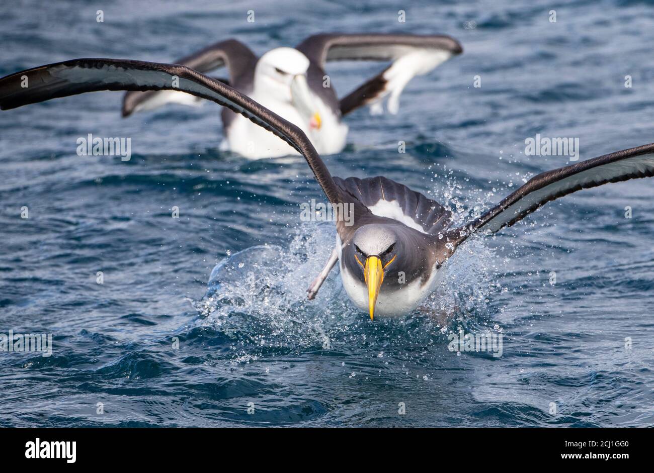 Albatros de Chatham, mollymawk de Chatham, mollymawk de l'île (Thalassarche eremita), écrasement d'adulte à la surface de l'océan, albatros à capuchon blanc Banque D'Images
