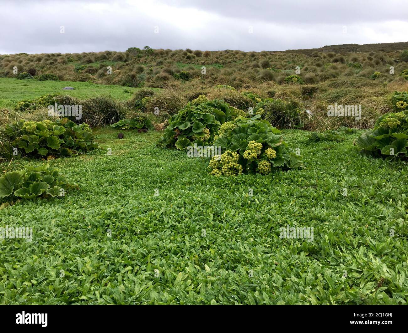 Chou de l'île de Macquarie (Stilbocarpa polaris), végétation verte sur l'île d'Enderby, Nouvelle-Zélande, îles d'Auckland Banque D'Images