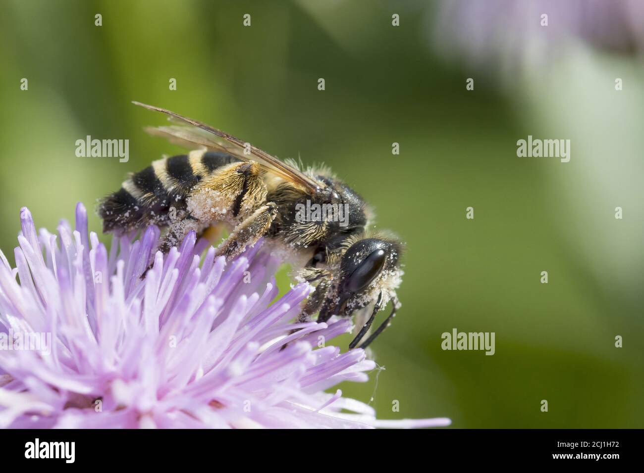 Abeille minière à bandes grises (Andrena denticulata), femelle visitant une fleur, Allemagne Banque D'Images
