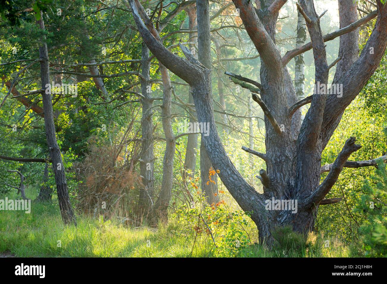 PIN d'Écosse, PIN d'Écosse (Pinus sylvestris), forêt de pins dans le heide de Kalmthoutse, Belgique, Stappersven Banque D'Images