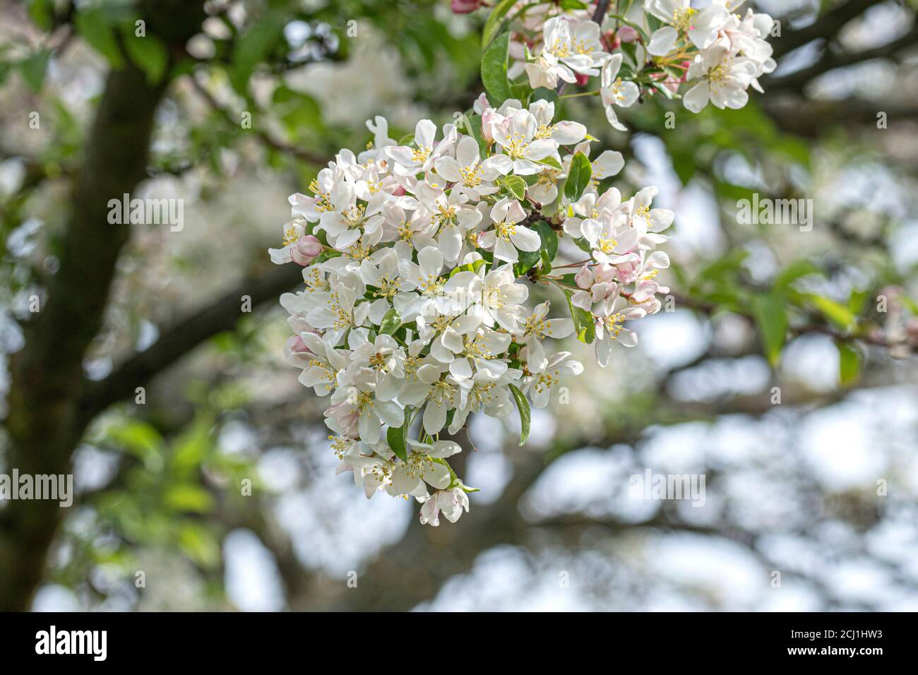 Pommier ornemental (Malus toringo var. Arborescens, Malus arborescens), branche en fleurs Banque D'Images