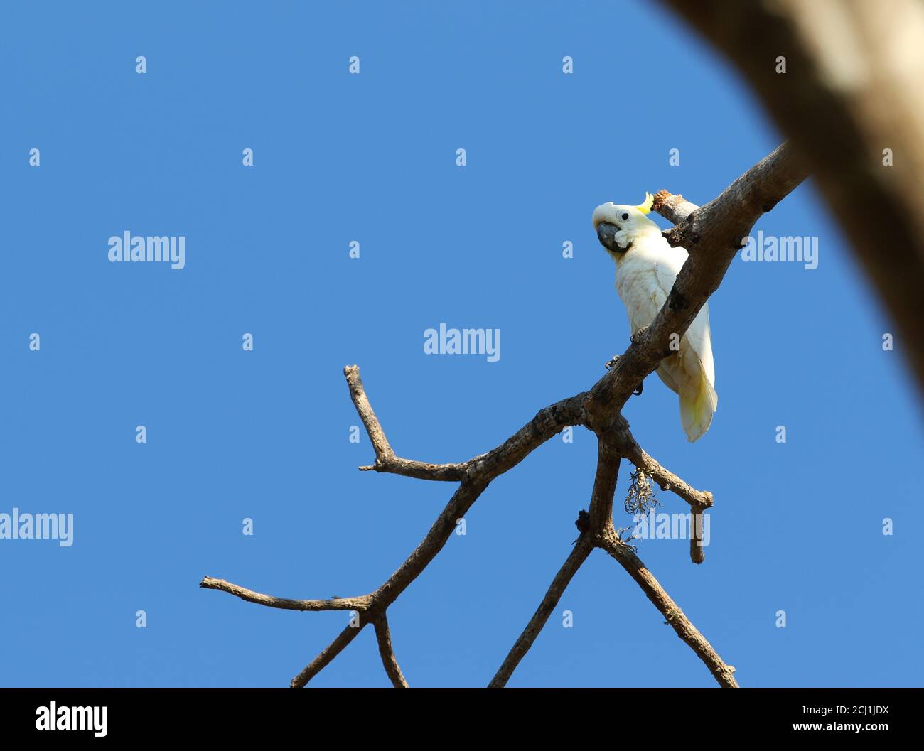 Cacatua galerita (Cacatua galerita), perchée sur une branche, Indonésie, île de Komodo Banque D'Images
