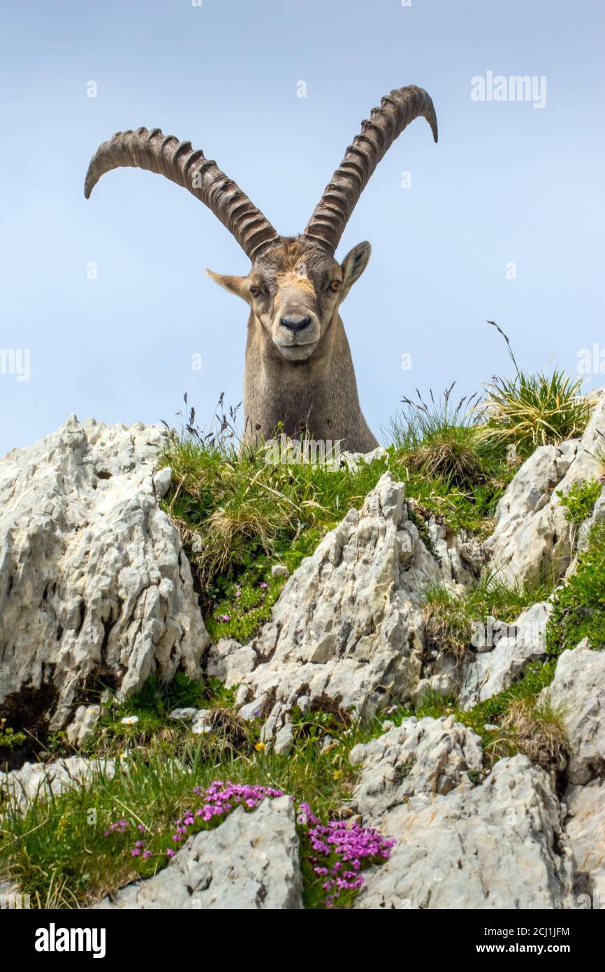 Ibex alpin (Capra ibex, Capra ibex ibex), portrait avec fleurs en fleurs, Suisse, Alpstein, Saentis Banque D'Images