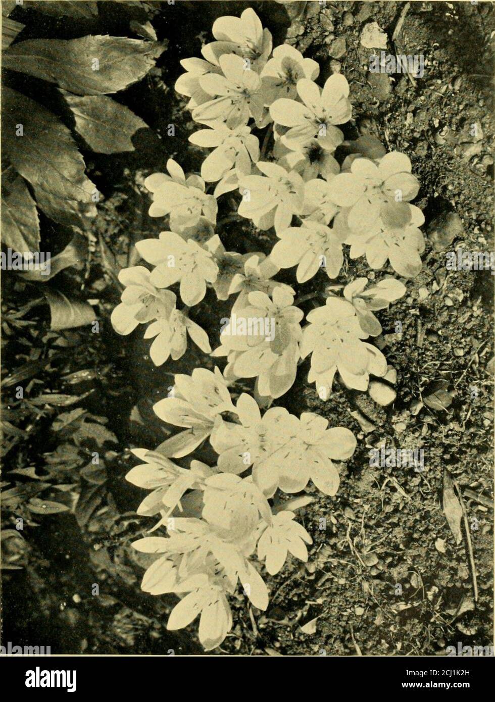 . Le jardin parfait, comment le garder beau et fructueux, avec des conseils pratiques sur la gestion éonomique et la culture de toutes les fleurs, fruits, et légumes principaux; . d. Ou le bulbe-revendeur vous vendra des plantes à environ un shilling chacun.il y a plusieurs variétés, deux des plus connus beingle angustifolius à feuilles étroites, et le grand maximus. Le safran de prairie {colchicuni autumnale) a la particularité de la floraison en automne, et ne pas jeter des upleaves jusqu'au printemps. Kentish cottagers l'appelle nakedboys à cause de cela. Le type est comme un crocus très grand-épurple, et il l'est parfois Banque D'Images