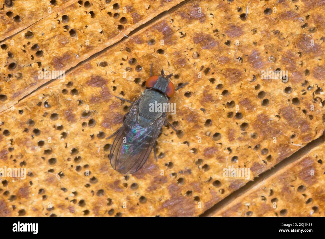 Mouche drosophile, mouche Houdini (Cacoxenus indagator), parasite fourragère d'Osmia bicornis à l'hôtel des insectes, Allemagne Banque D'Images