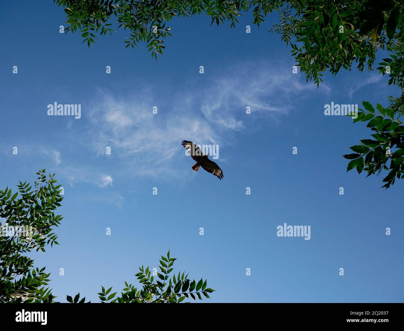 Vue du bas de la montagne aigle doré volant sous les nuages. Aigle dans un ciel bleu dans un cadre de branches vertes. Banque D'Images