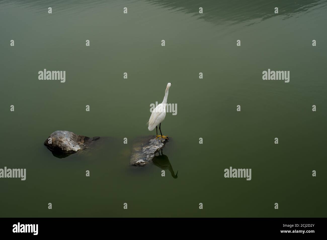 Pêche à l'Egret de neige (Egretta Thula) dans le lac de la Laguna de la Molina, Lima, Pérou Banque D'Images