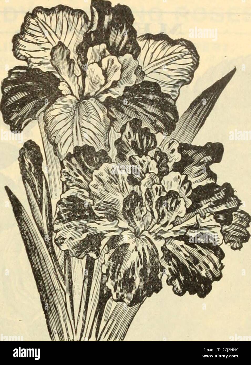 . Griffith & Turner Co : fournitures agricoles et de jardin . IRIS. IRIS JAPONAIS. (KAEMPFERI.) The3e magnifique iris japonais sont parmi les plus belles de nos plantes à fleurs somme-mer, et sont destinés à devenir de grands favoris. La floraison commence au début de juillet, et continue en floraison pendant cinq ou six semaines si abondamment fourni avec de l'eau tout en grandissant et en floraison.beaucoup de ces fleurs mesurent de 10 à 12 pouces de diamètre, et almostrival les orchidées dans leurs riches colorations et marquages. Chacun, 15c. Quatre pour 50c. FRANÇAIS IRIS. (ANGLICA.) Grandes fleurs belles avec de riches pourpres, bleu et l Banque D'Images