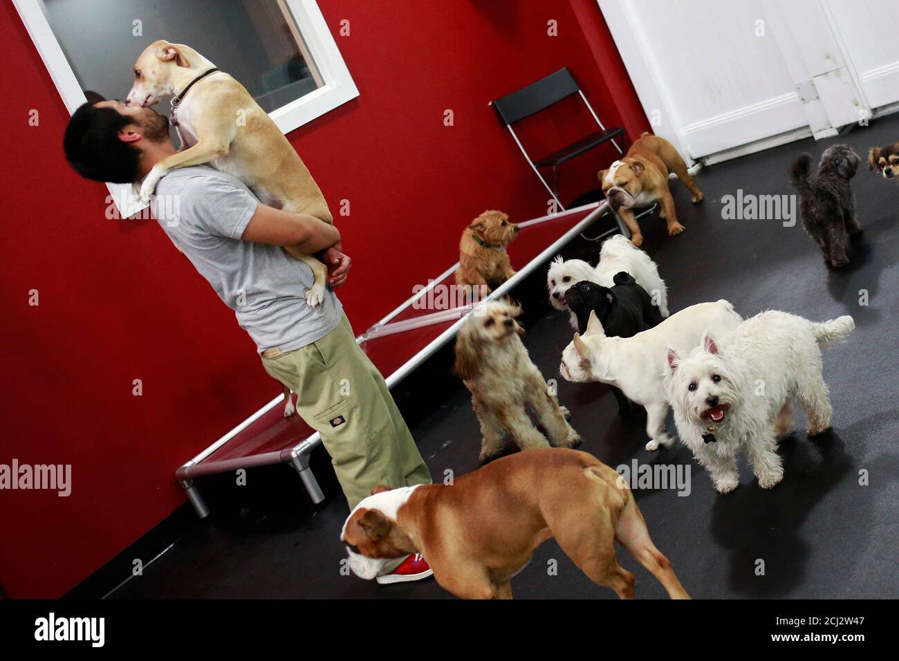 Carlos Aguilez A Dog Handler Holds A Dog At The D Pet Hotel In New York December 5 13 Christmas Travel Season Is One Of The Busiest Times For America S 14 000 Boarding Carlos Aguilez A Dog Handler Holds A Dog At The D Pet Hotel In New York December 5 13 Christmas Travel Season Is One Of The Busiest Times For America S 14 000 Boarding