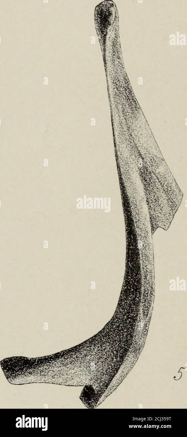 . Transactions de la Société royale de Nouvelle-Zélande . Banque D'Images