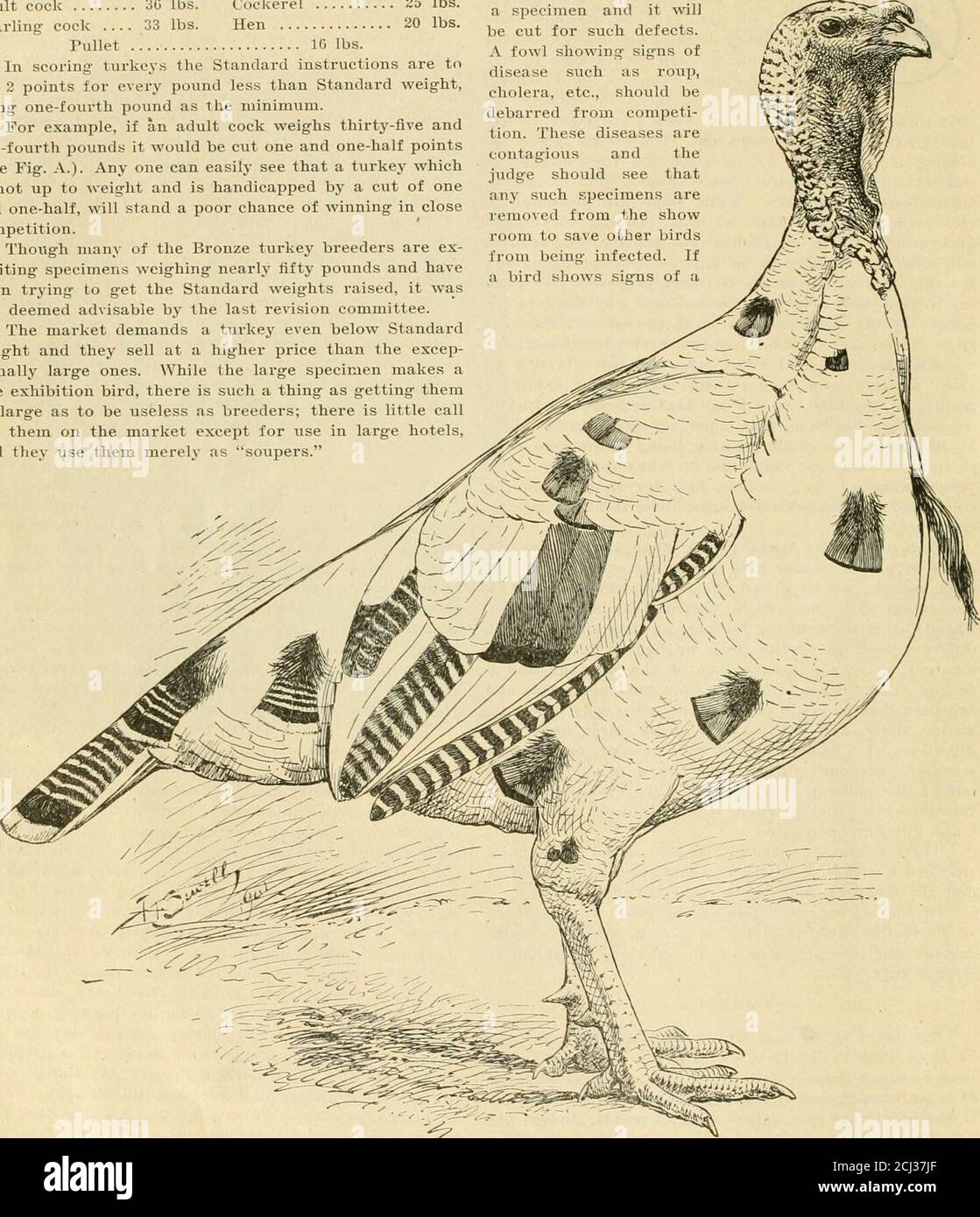 . Dindes, toutes variétés. Leurs soins et leur gestion. L'accouplement, l'élevage, l'exposition et le jugement des dindes; explication du jugement de carte de score, avec des instructions complètes . uch une chose comme devenir themtellement grande que pour être inutile que les éleveurs; il y a peu de call sur le marché sauf pour l'utilisation dans les grands hôtels, et ils les utilisent simplement comme soupers. CONDITION cette section est évaluée en quatre points et renvoie le notalone à la santé de l'échantillon, mais aussi à la con-dition de son plumage. Bien sûr, un oiseau ne devrait pas être montré.à moins qu'il soit en bonne santé, et son plumage shouldrecevoir une attention attentive. Banque D'Images