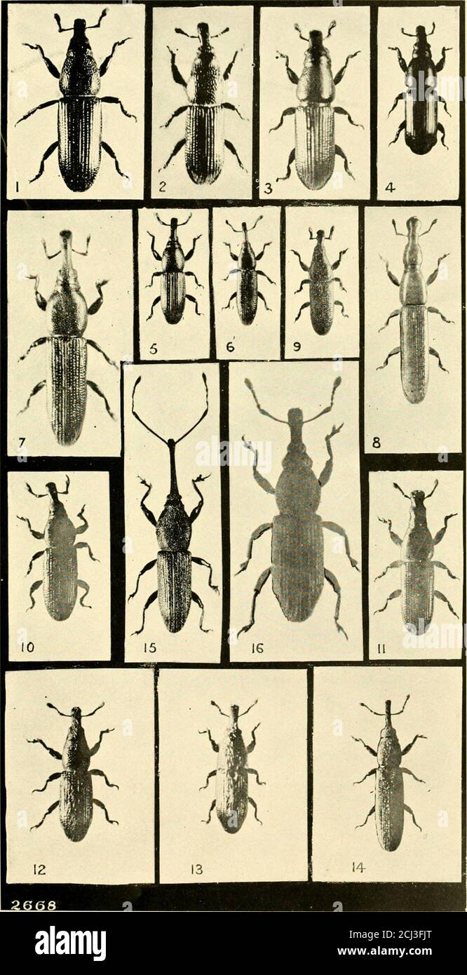 Metasternum Banque D Image Et Photos Alamy