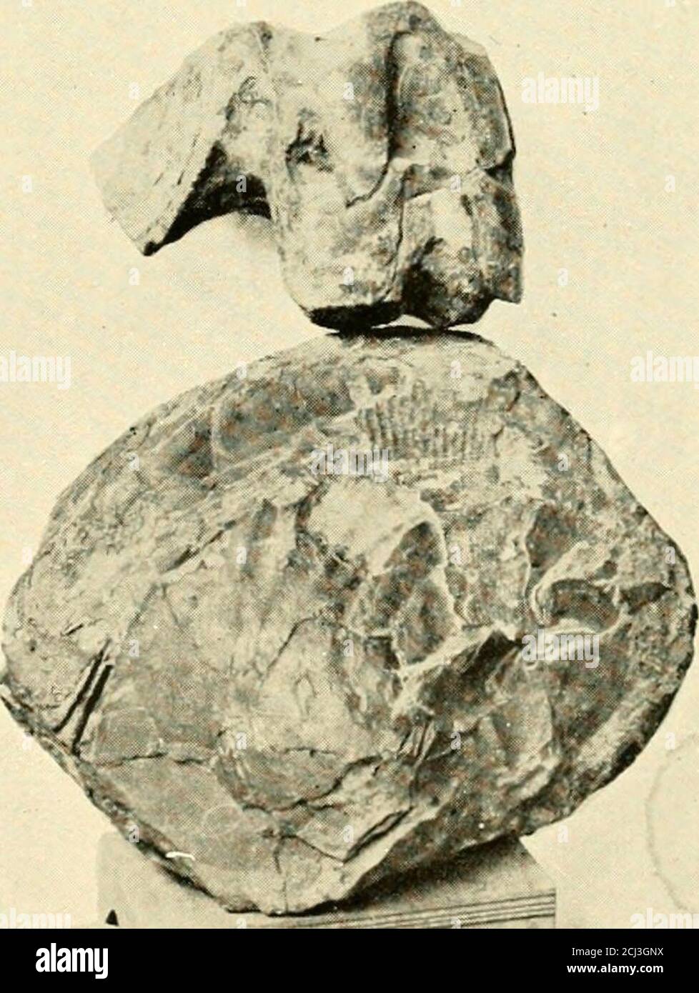 . Transactions et actes de l'Institut de Nouvelle-Zélande . CÉPHALOPODES FOSSILES DE NOUVELLE-ZÉLANDE. -Marshall. Face p. 141 Brun.—Notes sur les Coléoptères des îles Chatham. 145 Grypluea, Trigoma, Halobia et Spiriferina. Puisque plusieurs de ces derniers sont notconnus dans des strates plus anciennes que le Jurassique, il est probablement droit de classe thesesesesesestrata comme Jurassique, ionisant ainsi la prosérence des genres archaïques héemeutionés. Cette conclusion semble d'autant plus raisonnable que la position préliminaire du Dominion est considérée. Il est tout à fait possible qu'une autre période d'isolement ait pris fin à l'être Banque D'Images