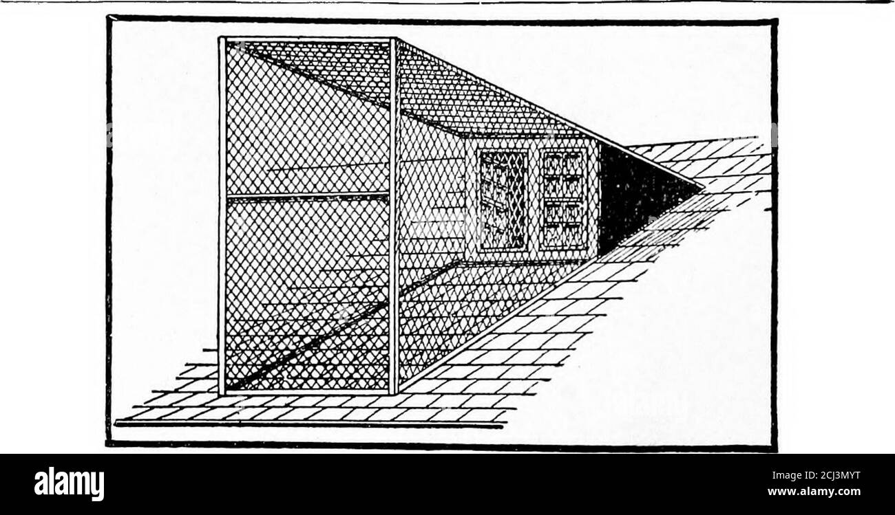 . La méthode Robinson de reproduction des escouses; un compte rendu complet des nouvelles méthodes et secrets du plus grand succès de manutentionnaire de pigeons en Amérique .. . er. Pour enlever les squabs et nettoyer les nids, dans une telle maison, vous entrez dans la porte de la maison et vous approchez les nids depuis l'avant. Ce n'est pas si pratique que le passage de la méthode parce que vous allez conduire certains des oiseaux hors de la maison, l)ut l'interruption n'est pas grave et quand vous avez gauche la maison ils voleront vers leurs nids. COMMENT UTILISER UN GRENIER OU UNE GRANGE. Nous avons connu des gens de la ville sans un pied de terrain carré pour faire un succès dans Banque D'Images