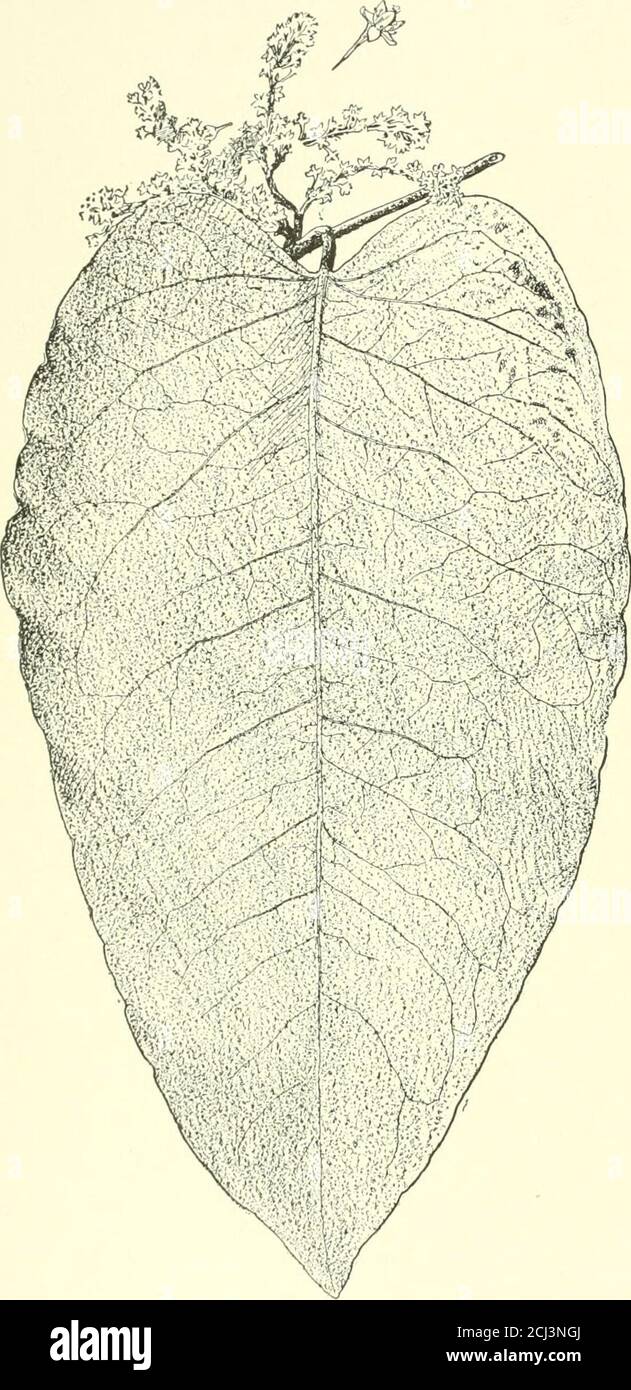 . Cyclopedia of American horticulture, comprenant des suggestions pour la culture de plantes horticoles, des descriptions des espèces de fruits, de légumes, de fleurs et de plantes ornementales vendues aux États-Unis et au Canada, ainsi que des croquis géographiques et biographiques, et un synopsis du royaume des légumes . ns 8, et de l'akene trigonous. Japon.B.M. 6503. DROITE 1858, p. 631; 1894, p. 54. GN. 2G, p.317; 49, p. 238.—PLANTE très efficace pour les masseffectes audacieux, parfaitement endurcis dans les États du nord, et nowfréquemment plantées. Il est partout connu en thetrade comme P. cuspidatum. Il produit Banque D'Images