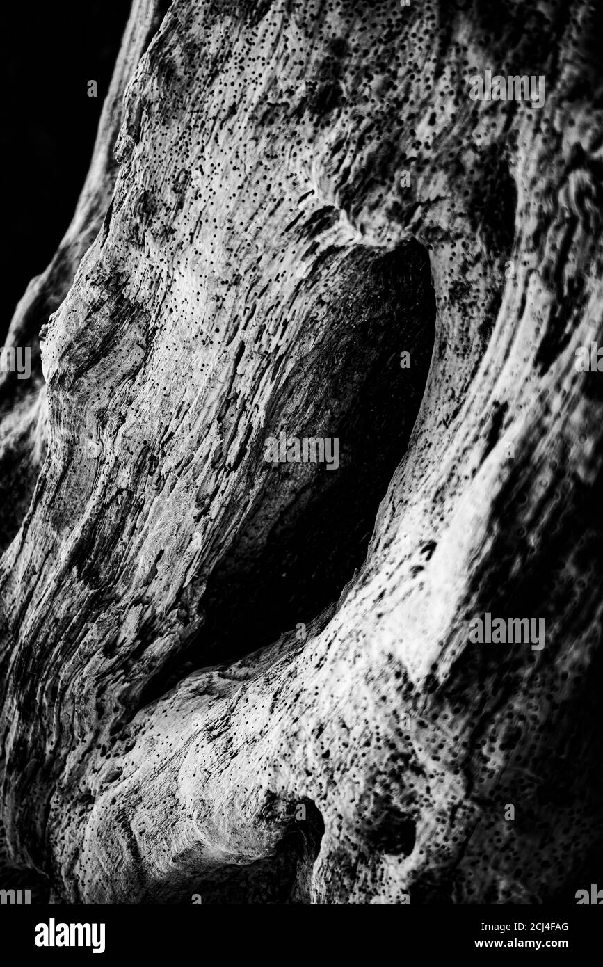 Cliché en niveaux de gris d'un trou sur un ancien tronc d'arbre Banque D'Images