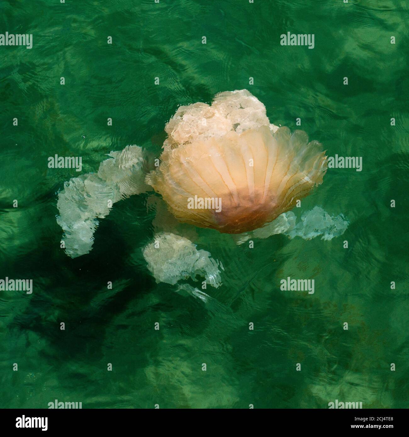 Méduses dans les eaux du golfe de Nuevo dans le port de Puerto Madryn, province de Chubut, Patagonie, Argentine, Amérique du Sud Banque D'Images