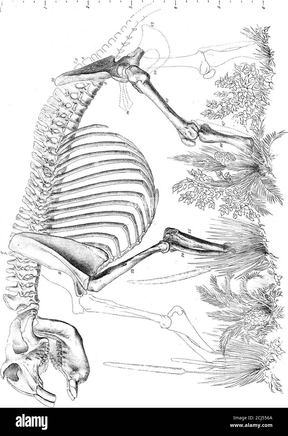 . Sur les mammifères fossiles de l'Australie. Partie III Diprotodon australis, Owen. W:H.Wesley Itfk, ■ W;Wesi:rinp. Rowe^ri. PkiL.IrcmsMDCCCLXX. F[ai^.A ! 1. /•&lt;.O.Hoi.W.l:!.Wes%liLb. W.WesL i rrrvf) Banque D'Images