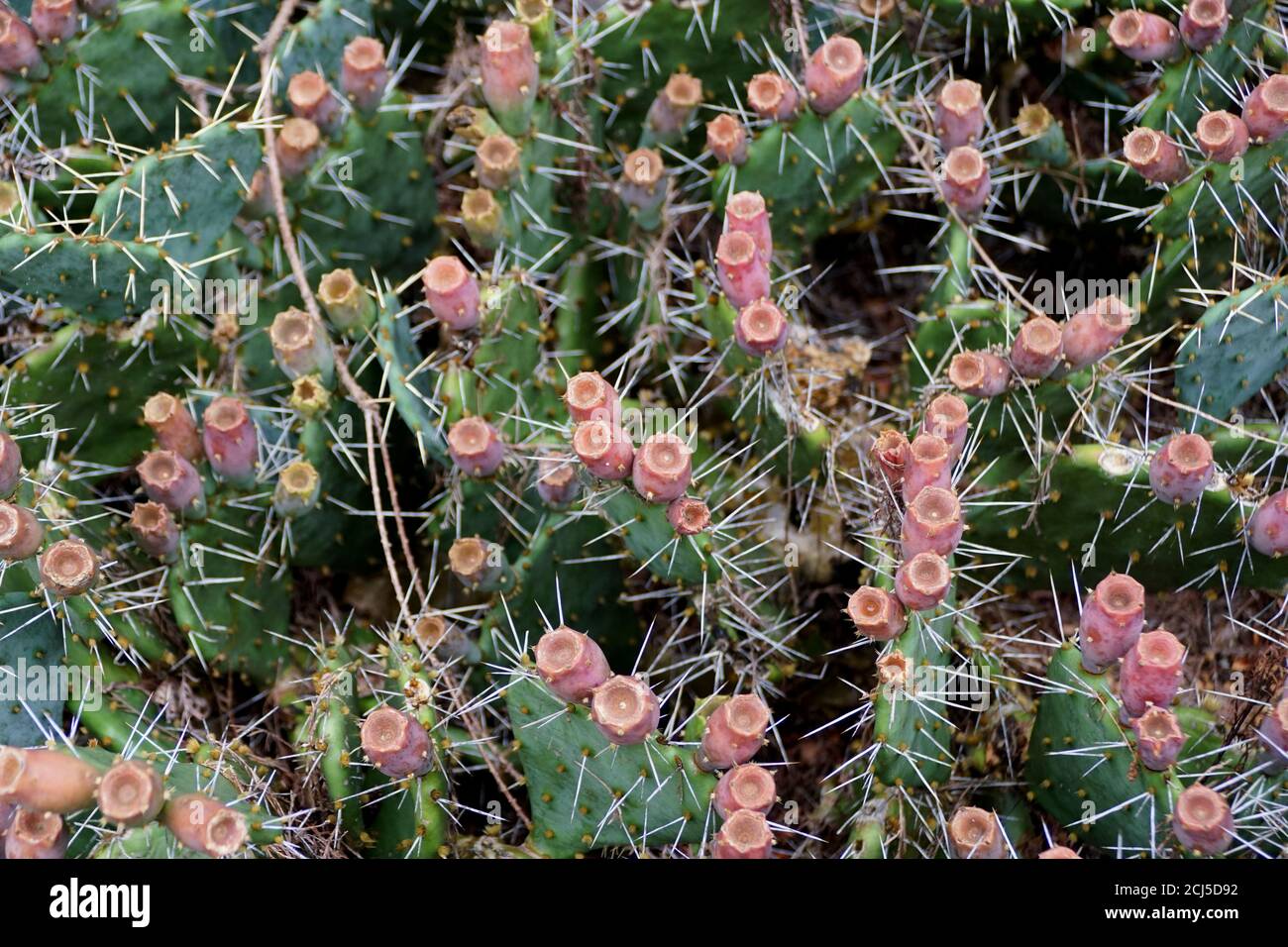 Pickly-Pear, l'épine aiguisée plante de cactus Banque D'Images