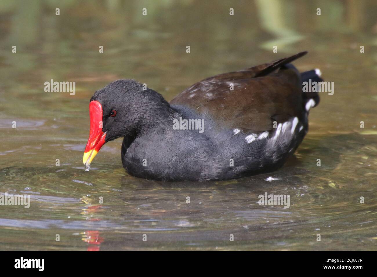 Un Moorhen commun, autrement connu sous le nom de Waterhen, Swamp Chicken, ou tout simplement Moorhen (Gallinula chloropus), à Bingham's Pond à Glasgow. Banque D'Images