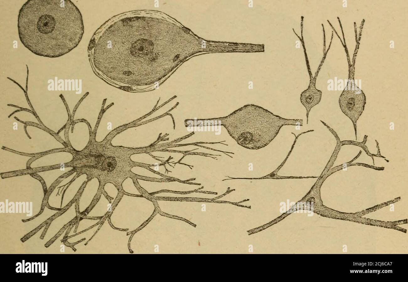 . Un corps sain. Manuel sur l'anatomie, la physiologie, l'hygiène, l'alcool et les stupéfiants. Pour une utilisation dans les classes intermédiaires dans les écoles publiques et privées . masse semblable à jellj, smartelé par les membranes, et bien protégé contre les blessures par les os du crâne.il est plein de vaisseaux sanguins; certains d'entre eux sont assez grands, mais la majorité sont des capillaires minuscules. La surface du cerveau n'est pas lisse, mais elle est projetée dans des crêtes, entre lesquelles sont des dépressions. Le blanc et le gris. Le cerveau se compose de deux types de matière, — la matière blanche et la matière grise.la première est composée en grande partie de fibres nerveuses, tandis que Banque D'Images