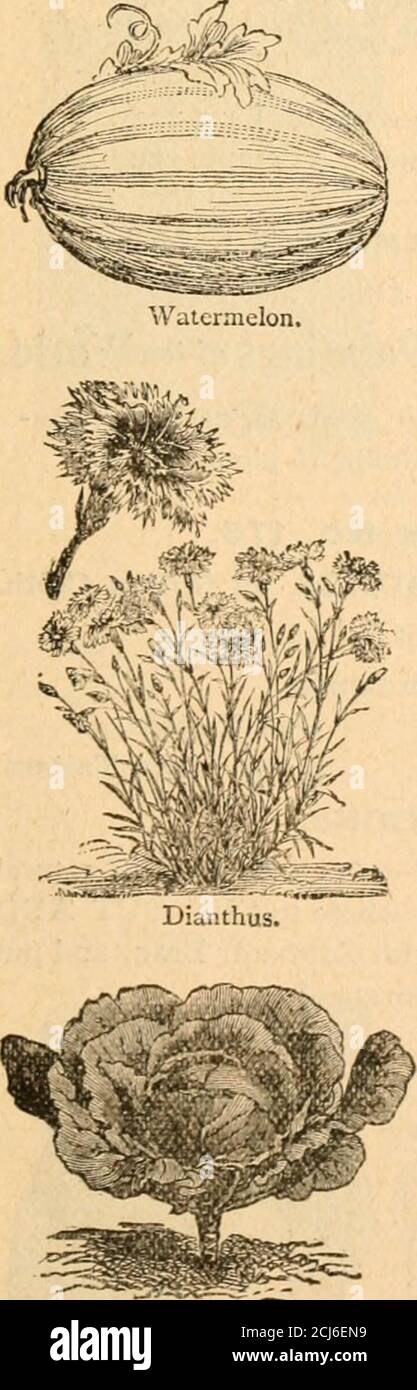 . Catalogue Premium 1896 savon d'abeille : plus de 300 articles différents pour les enveloppeurs de savon d'abeille, le . ved White Spine.Letouth, variété de plis Black .Seeded Butter.Melon, Musk, Early Ilackensac.Melon, Water, Mammironclad.Onion, Wetherstield large Red.Onion, Grand White Globe.Parsnip, Hollow Crown.Melon, Scarth.Scarth.Slavette, Rânish.Sadip.Sadip.Slavon, Radip.Sadip.Sadip.Sadip Ou Oyster Plant.Squash, Summer ou Golden Custard.SF|uash, automne et hiver, Boston Melle.Tomato, perfection.Turnip, Purple Top. GRAINES DE FLEUR. Alyssum, Tom Thumb.Calendula Mctero.Calliopsis, Tom Thumb mixed.Cosmos, Banque D'Images