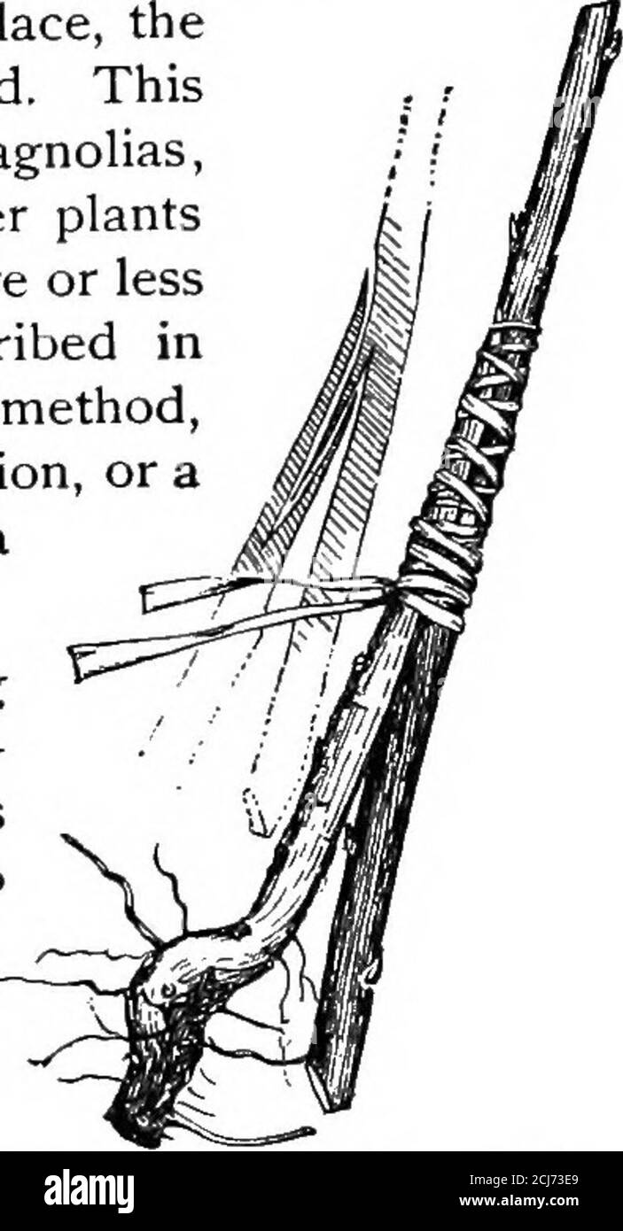 . Le livre de pépinière; un guide complet de la multiplication des plantes. oks, est essentiellement cette méthode, modifiée en laissant la fin de la cion, ou l'aportion du bandage, tomber dans l'abotte de l'eau. Inarching. -l'arc, ou approche de greffage, est le processus de greffe de plantes contiguës ou de branchestandis que les parties sont toutes deux attachées à leurs propres racines. Lorsque les pièces sont unies, l'une d'elles est séparée de sa racine. Figure 138explique le fonctionnement. Dans ce cas, la plus grande plante (uponthe gauche) est conçue pour le stock. Lorsque la petite usine s'est unie, elle est coupée juste en dessous du syndicat et de l'itt Banque D'Images