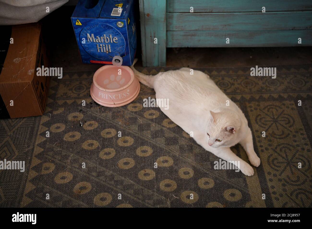 Le Persil Charli Le Chat D Un Resident De Meninne Se Trouve Pres De Son Bol D Eau Qui Est Rempli D Une Boite D Eau Donnee A Cote Du Bol A Meninne Nouvelle Galles Du Sud