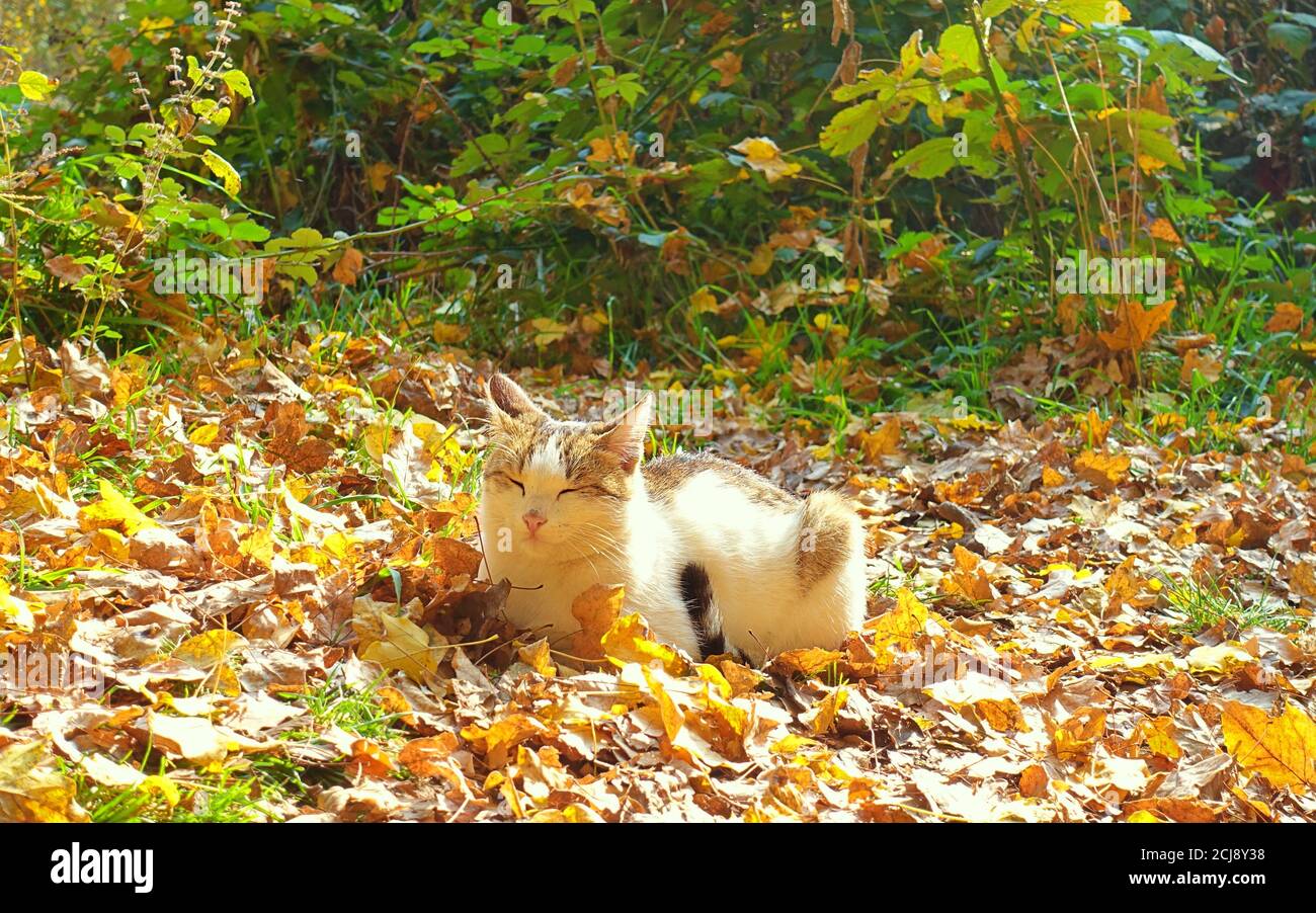 Le chat blanc prend un bain de soleil dans les feuilles d'automne Banque D'Images