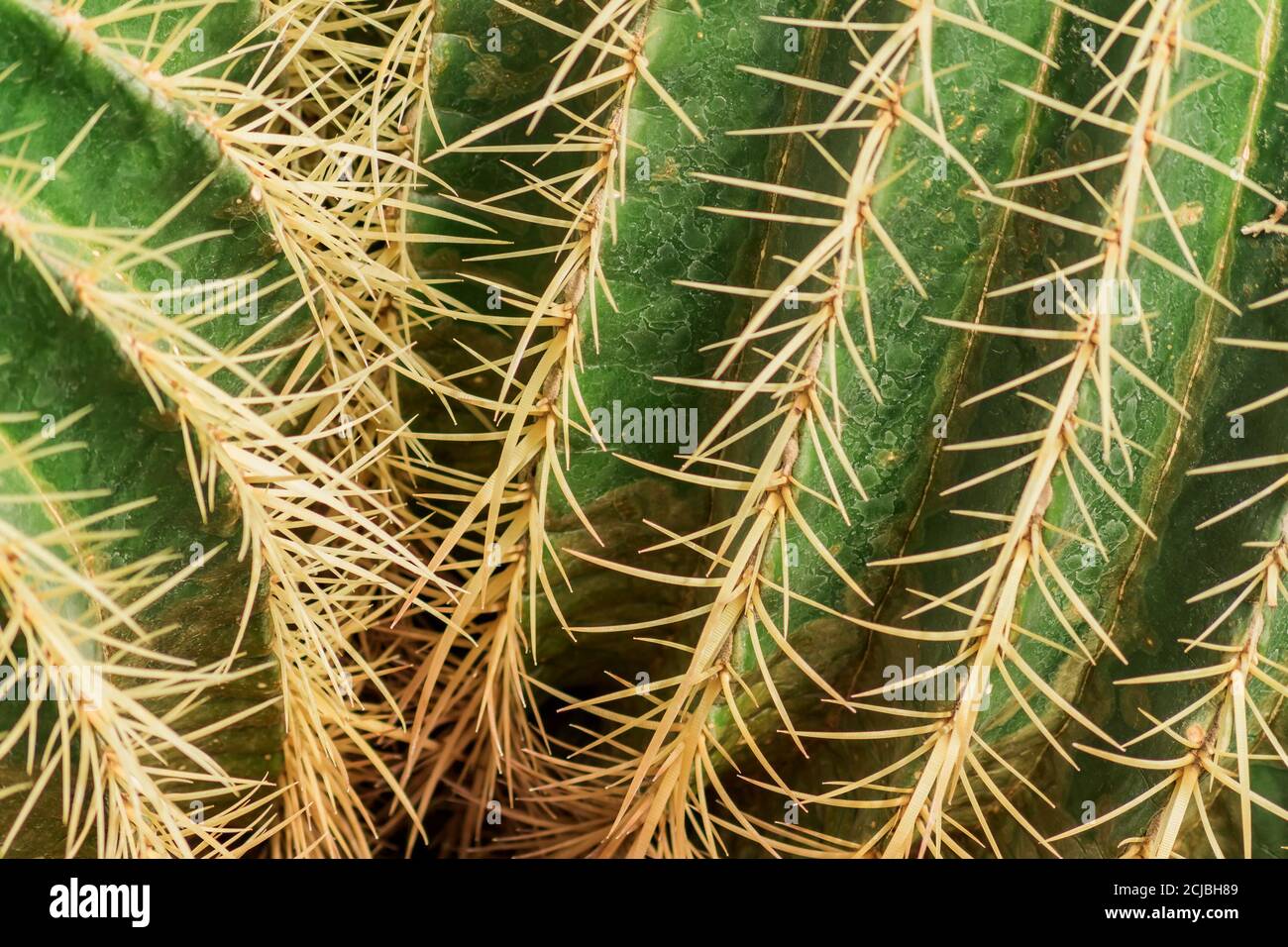 Gros plan des épines de cactus. Fond de cactus en forme de boule doré Banque D'Images