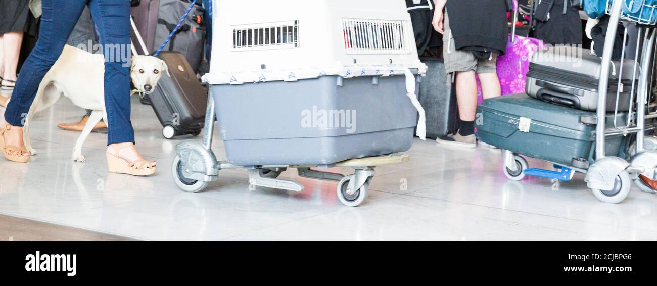 Gros chien dans la cage sur le chariot en attente d'enregistrement à l'aéroport. Avion de transport d'animaux. Panorama Banque D'Images