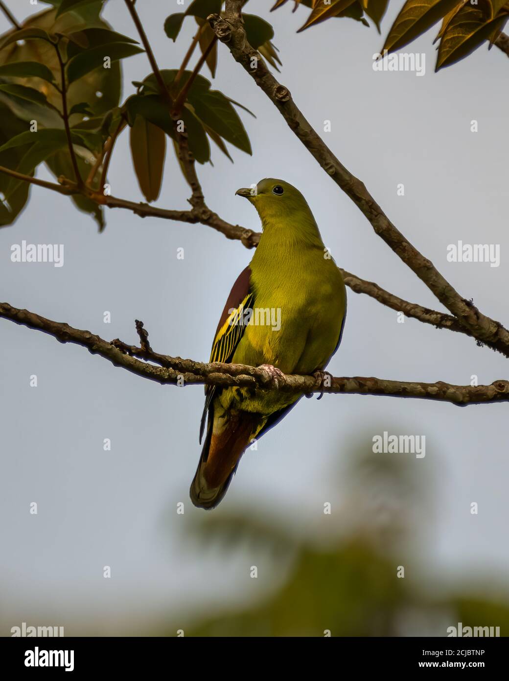 Un charmant pigeon vert à façade grise (Treron affinis), perché sur une branche d'arbre tard dans la soirée. Banque D'Images