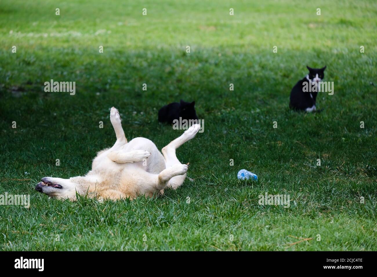 Un chien errant est couché sur de l'herbe verte dans une façon drôle et deux chats le regardent Banque D'Images