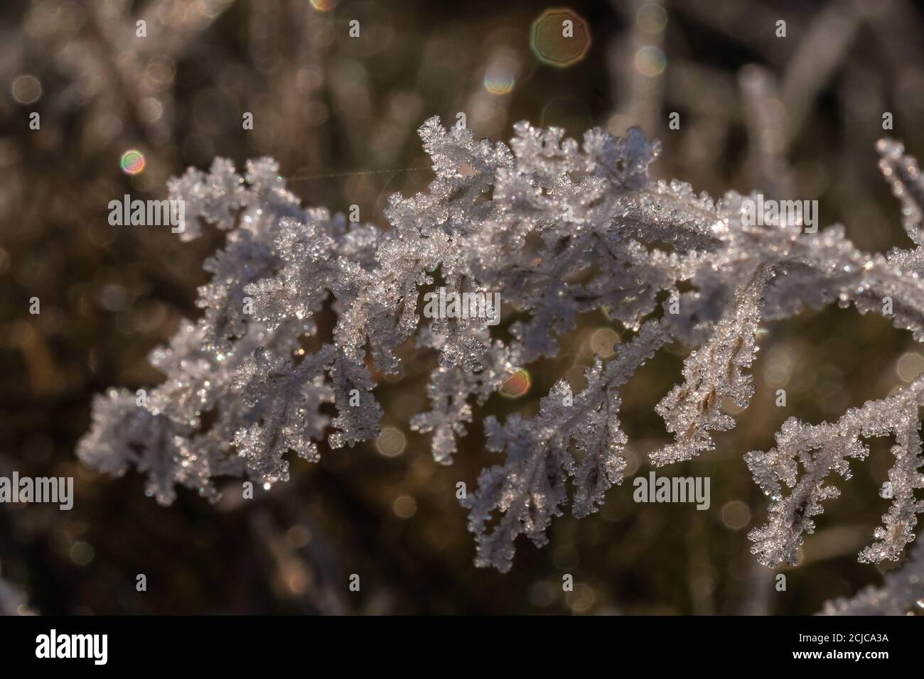 Une image rapprochée des cristaux de glace givré la plante de plumes Banque D'Images