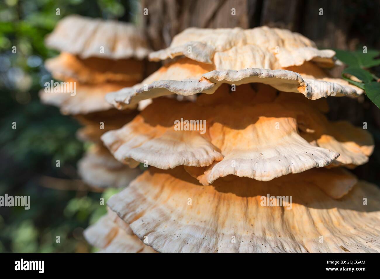 Champignons frais poussant sur la tige d'un arbre dans ensoleillé début de l'automne Banque D'Images