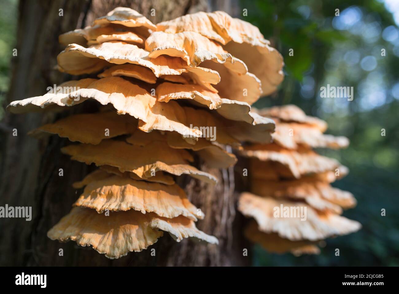 Champignons frais poussant sur la tige d'un arbre dans ensoleillé début de l'automne Banque D'Images