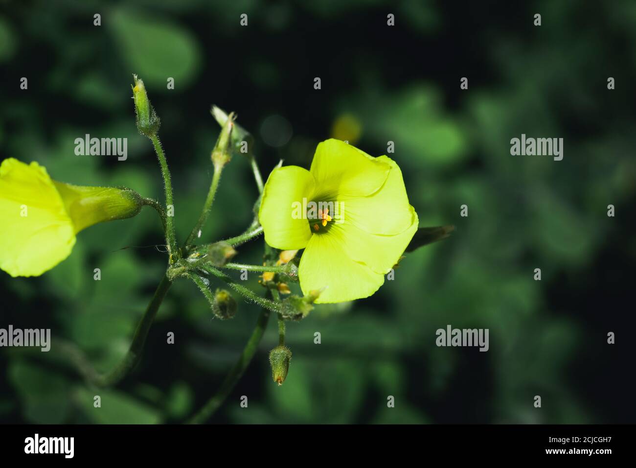 Gros plan d'une fleur jaune d'Oxalis pes-caprae, fond vert flou. Banque D'Images