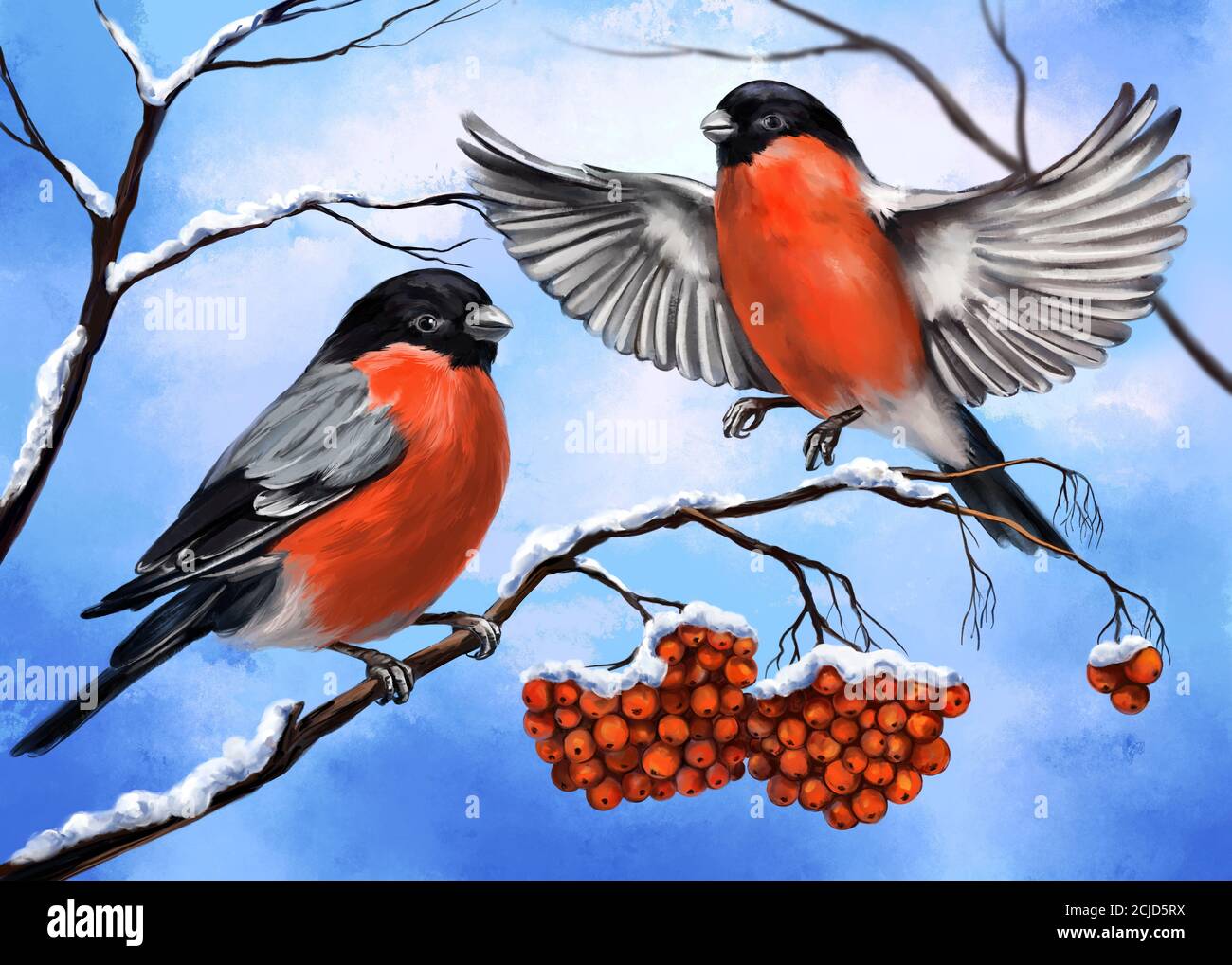 oiseaux bullfinches sur une branche de l'ashberry, hiver, illustration d'art peint avec aquarelles Banque D'Images