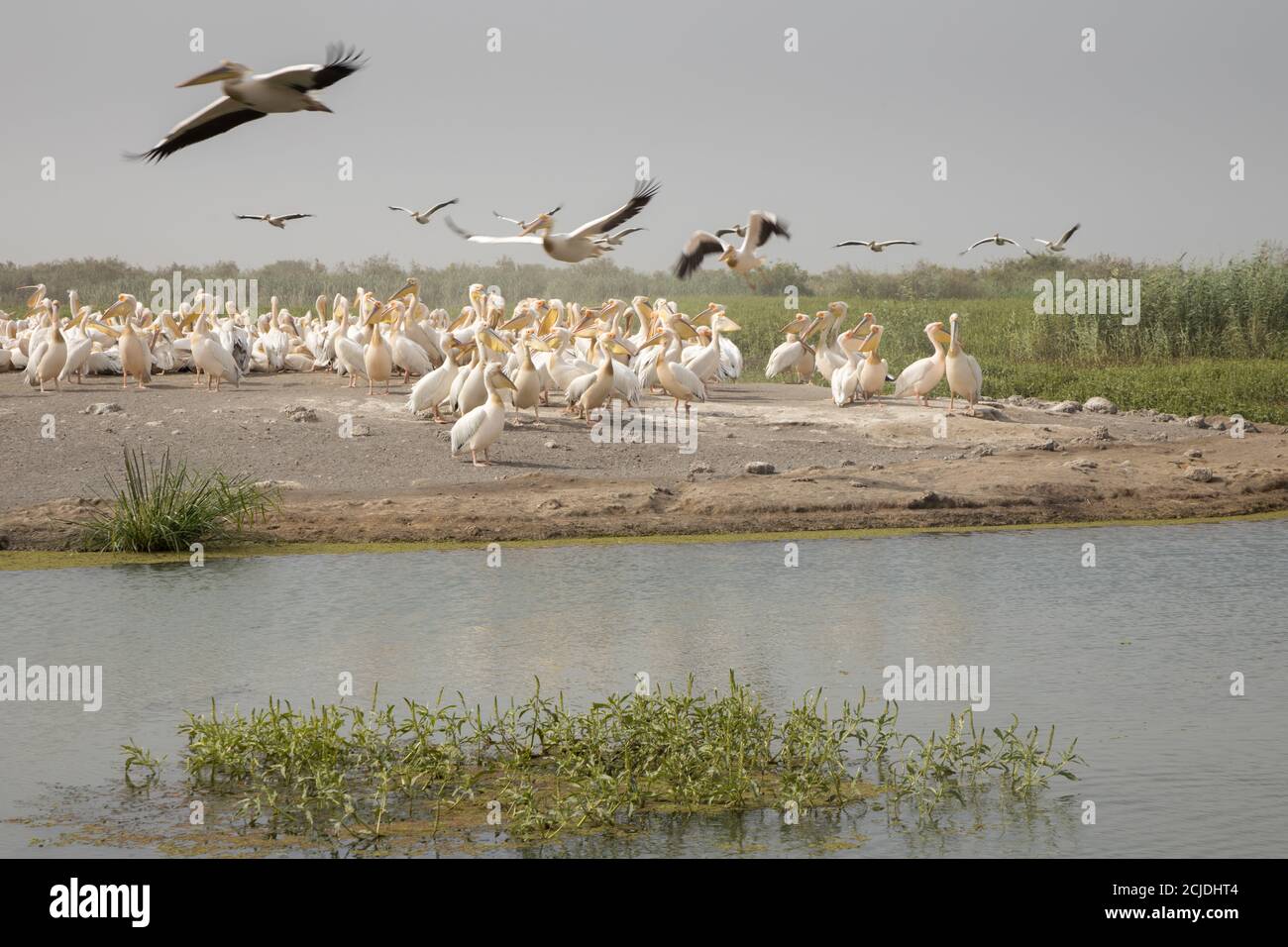 Pélicans dans le Parc National des oiseaux du Djoudj, Sénégal Banque D'Images