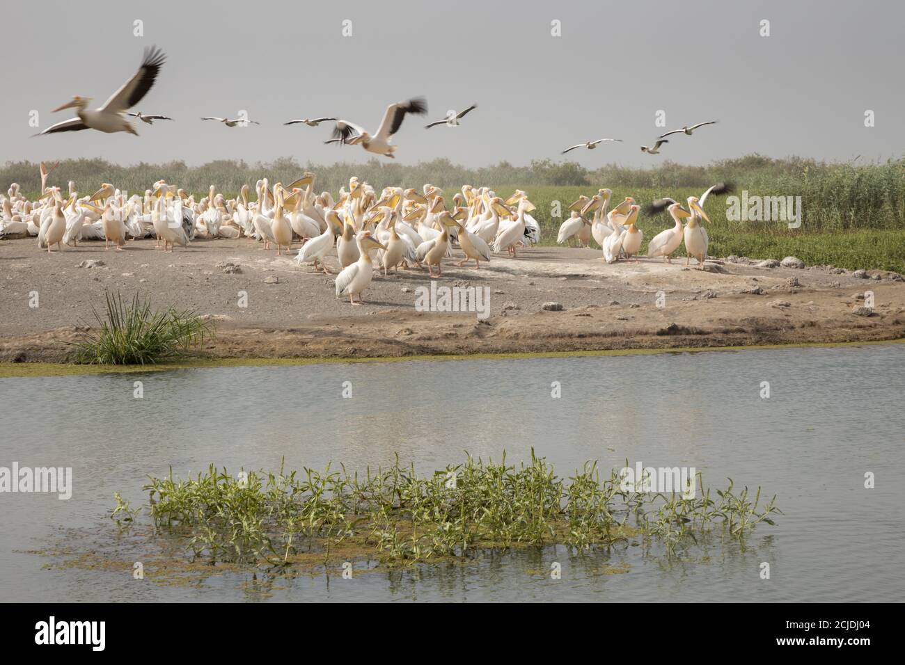 Pélicans dans le Parc National des oiseaux du Djoudj, Sénégal Banque D'Images