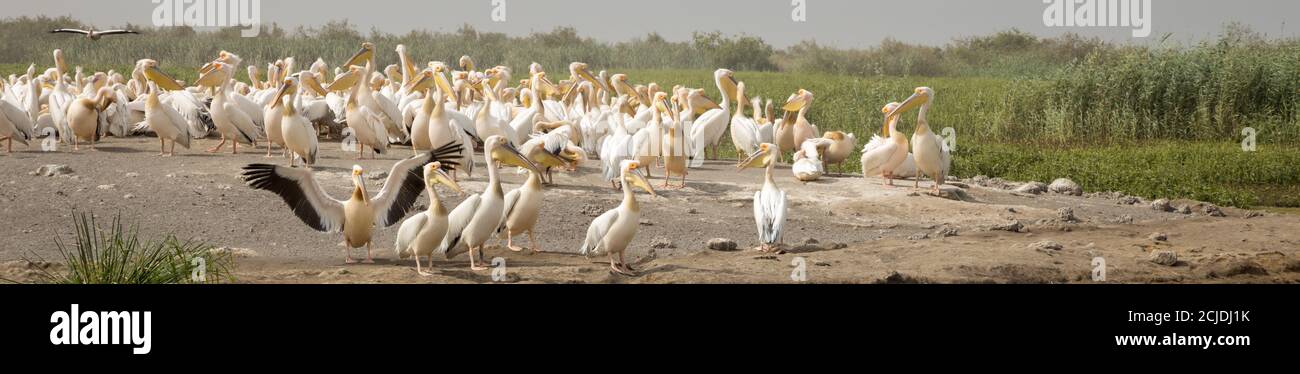 Pélicans dans le Parc National des oiseaux du Djoudj, Sénégal Banque D'Images