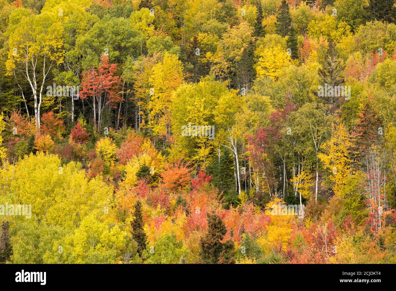Couleurs d'automne, Rivière-au-Renard, Gaspésie, Québec, Canada Banque D'Images