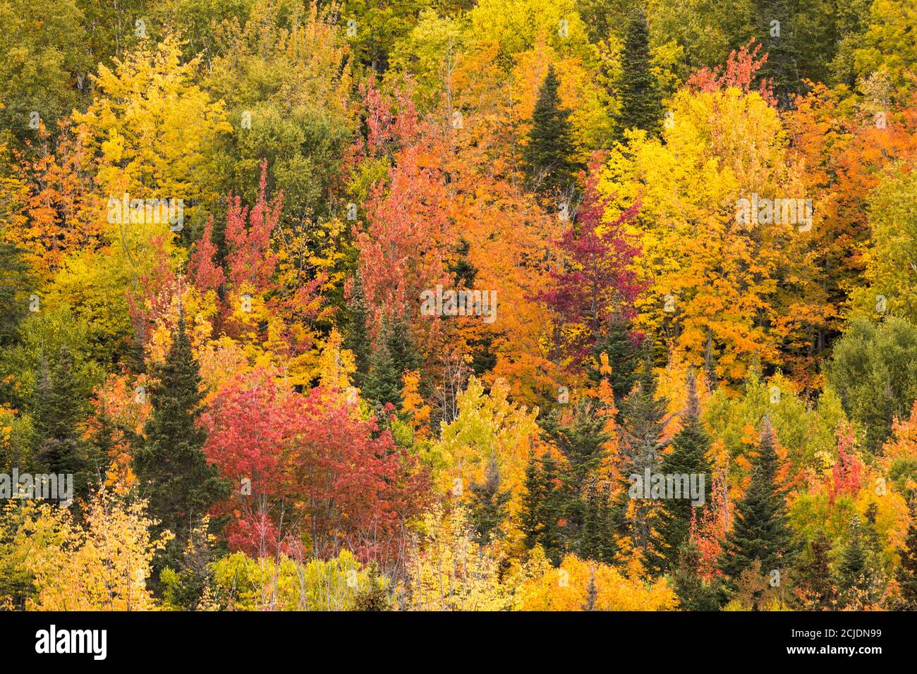 Couleurs d'automne, Rivière-au-Renard, Gaspésie, Québec, Canada Banque D'Images