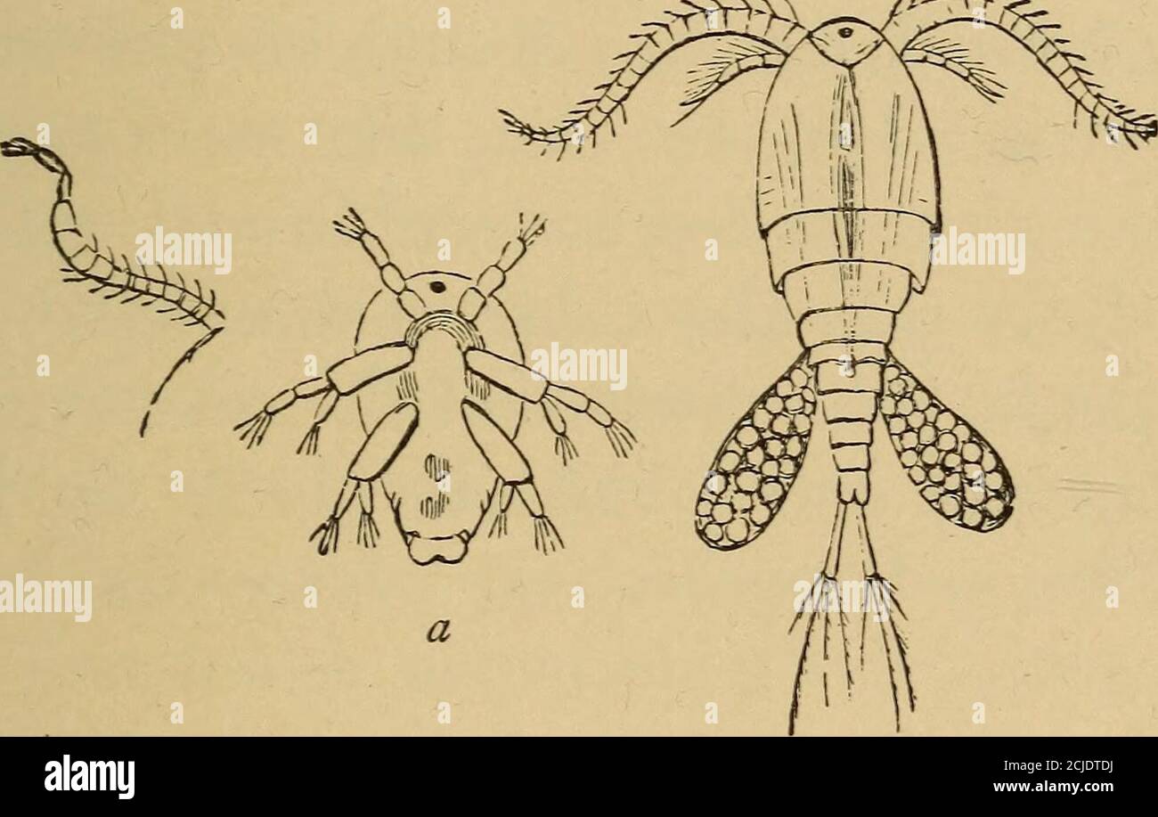 . Dans le ruisseau et le Bayou; ou, la vie dans les eaux fixes . plumes comme ressembler à des plantes de palmier. La femelle porte un sac d'ovocytes d'ovaire externe. Le diaptomus mesure un dixième de pouce de longueur, et, comme le branchipus, est au-dessus de l'eau froide, n'étant trouvé qu'à l'automne ou au début du printemps, et faisant sa maison dans les échalobpools. Le plus commun avec nous est le rouge, mais il y a ceux qui portent le blanc, d'autres avec des robes de pourpre, et d'autres qui portent le bleu et ont des antennes avec le pourpre brillant. Il pourrait être confondu avec un cyclope, qui peut être distingué par sa paire unique et simple d'anten Banque D'Images