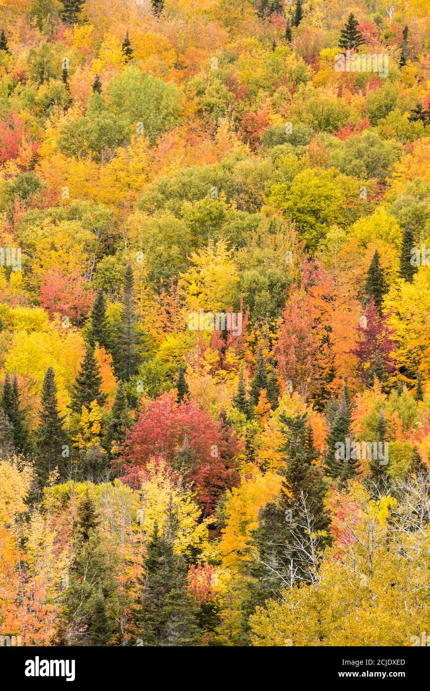 Couleurs d'automne, Rivière-au-Renard, Gaspésie, Québec, Canada Banque D'Images