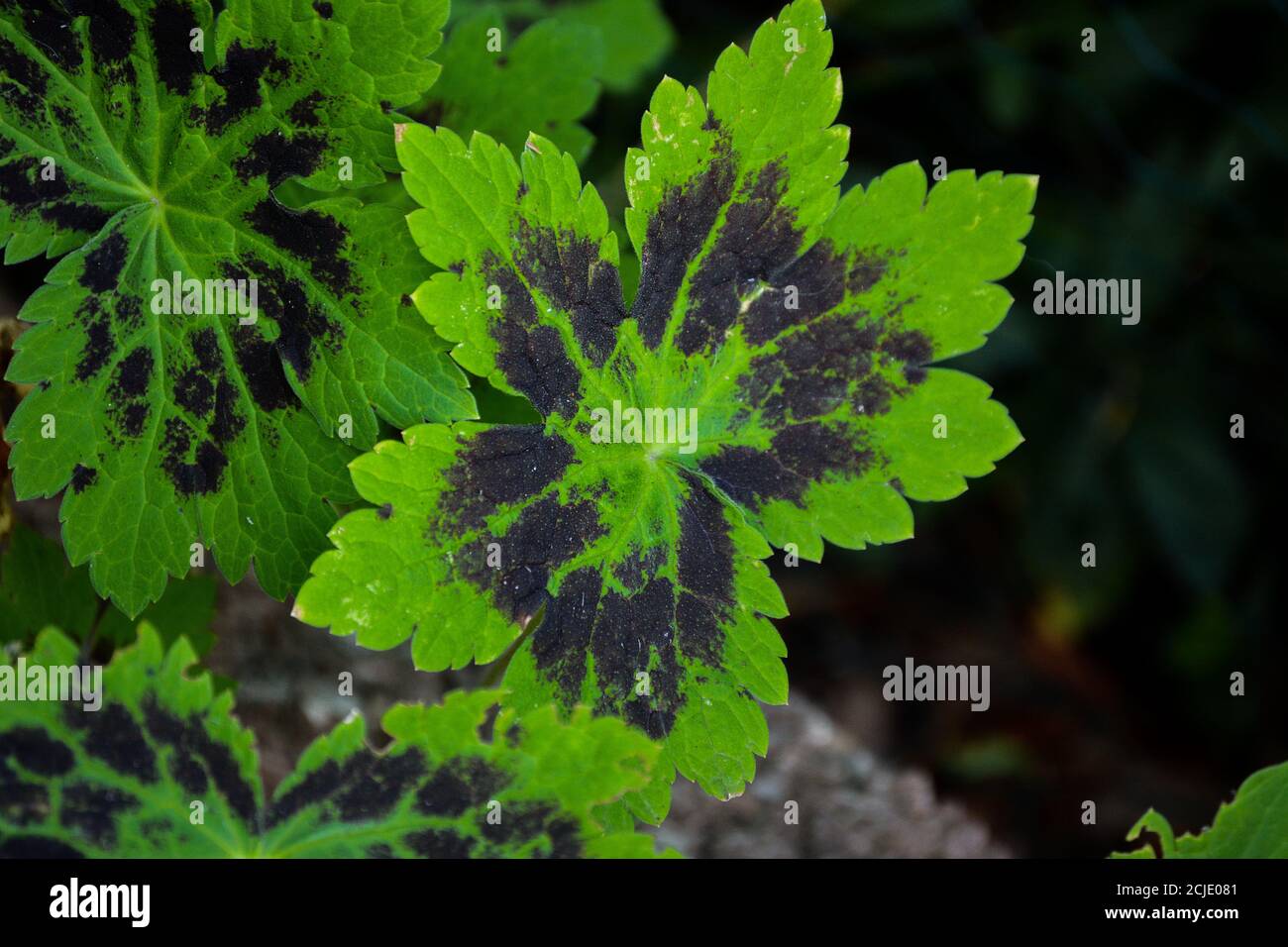 Le Samobor brun de cranesbill a des feuilles vertes noires. Banque D'Images