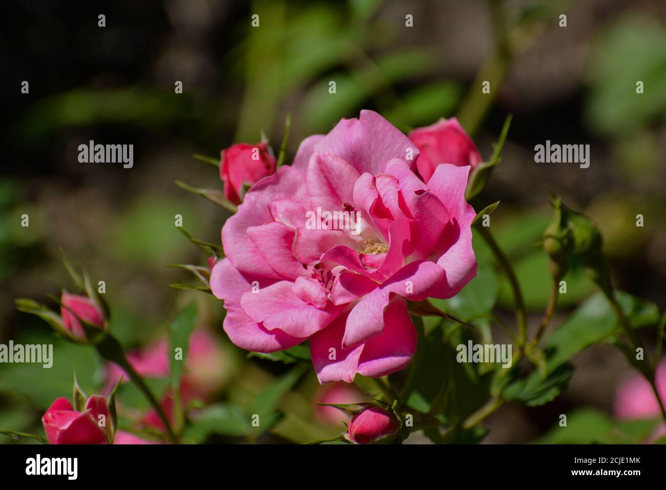 La rose avec le nom Bad Wörishofen a une fleur rose ouverte. En arrière-plan, vous pouvez voir des fleurs fermées. Banque D'Images